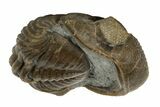 Wide, Enrolled Eldredgeops Trilobite Fossil - Ohio #188902-4